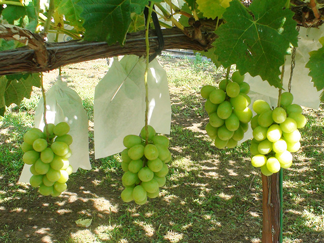 長野県 生坂村 野の香ぶどう園
