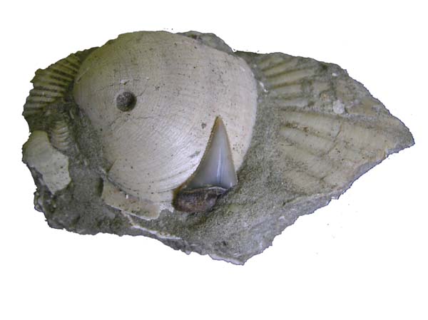 掛川のサメの歯化石