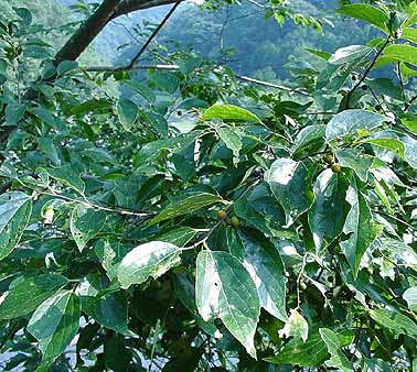 薄田泣菫全集第2巻の植物