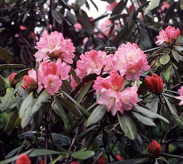 薄田泣菫全集第2巻の植物