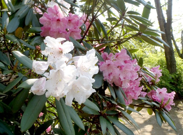 ツツジ属 Rhododendron sp. ワカサギという植物考察 Plant