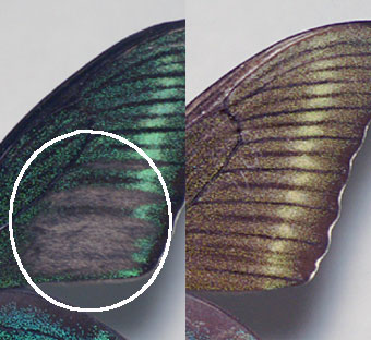 ミヤマカラスアゲハ標本