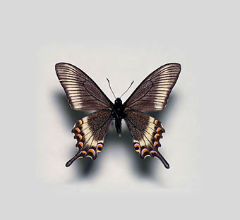 ミヤマカラスアゲハ標本