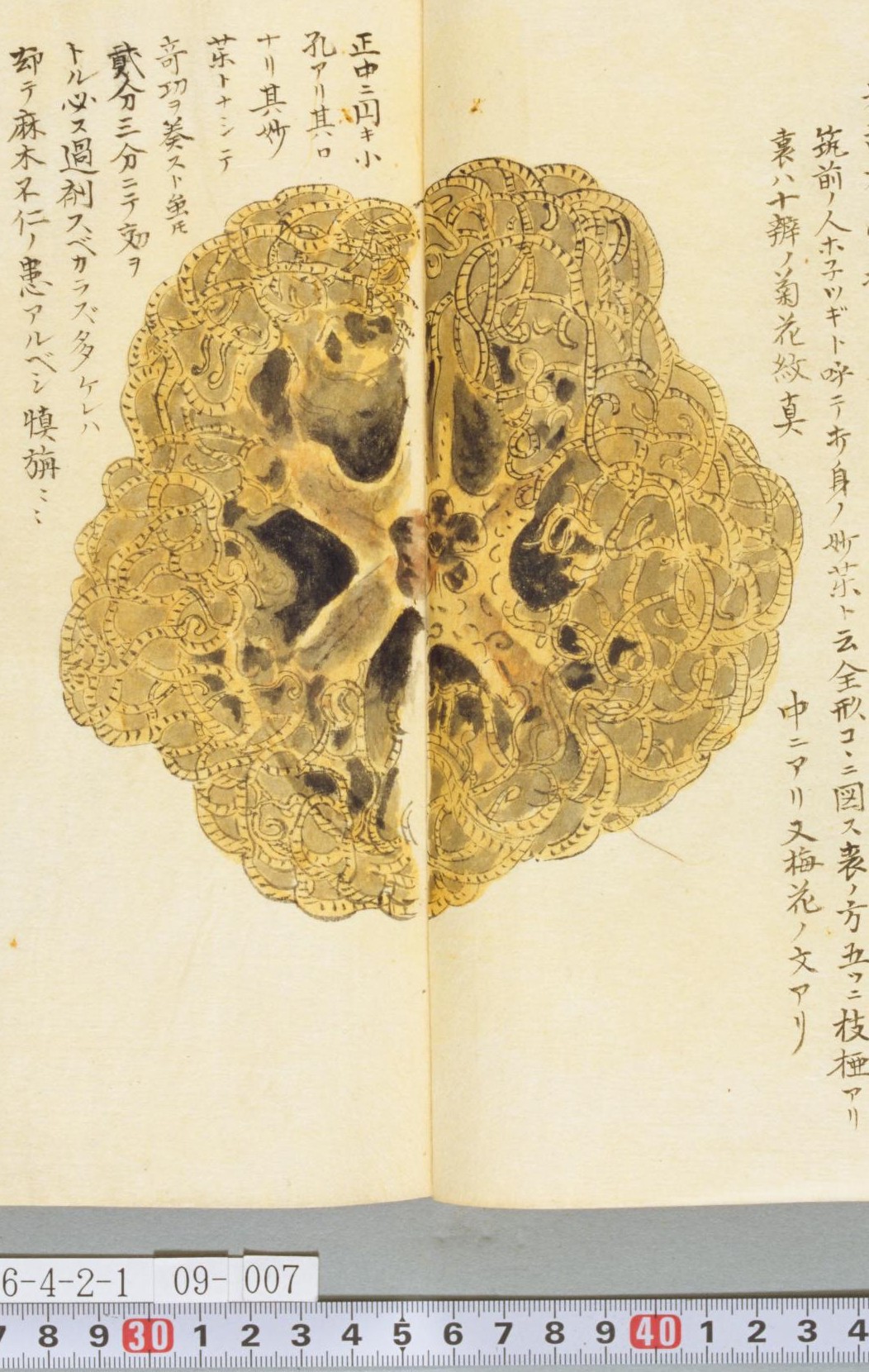 栗氏千蟲譜」巻九 栗本丹州