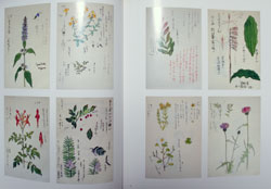 坂本直行作品集」「坂本直行スケッチ画集」: Fool Proof