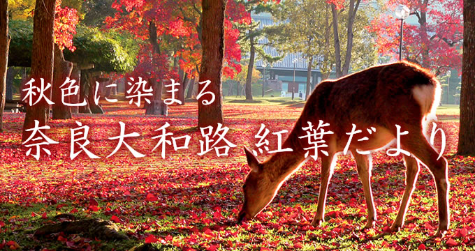 奈良大和路からの紅葉だより｜奈良県観光[公式サイト] あをによし なら