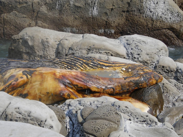 自転車九州。36 くじらのひげ - ヨホホ研究所