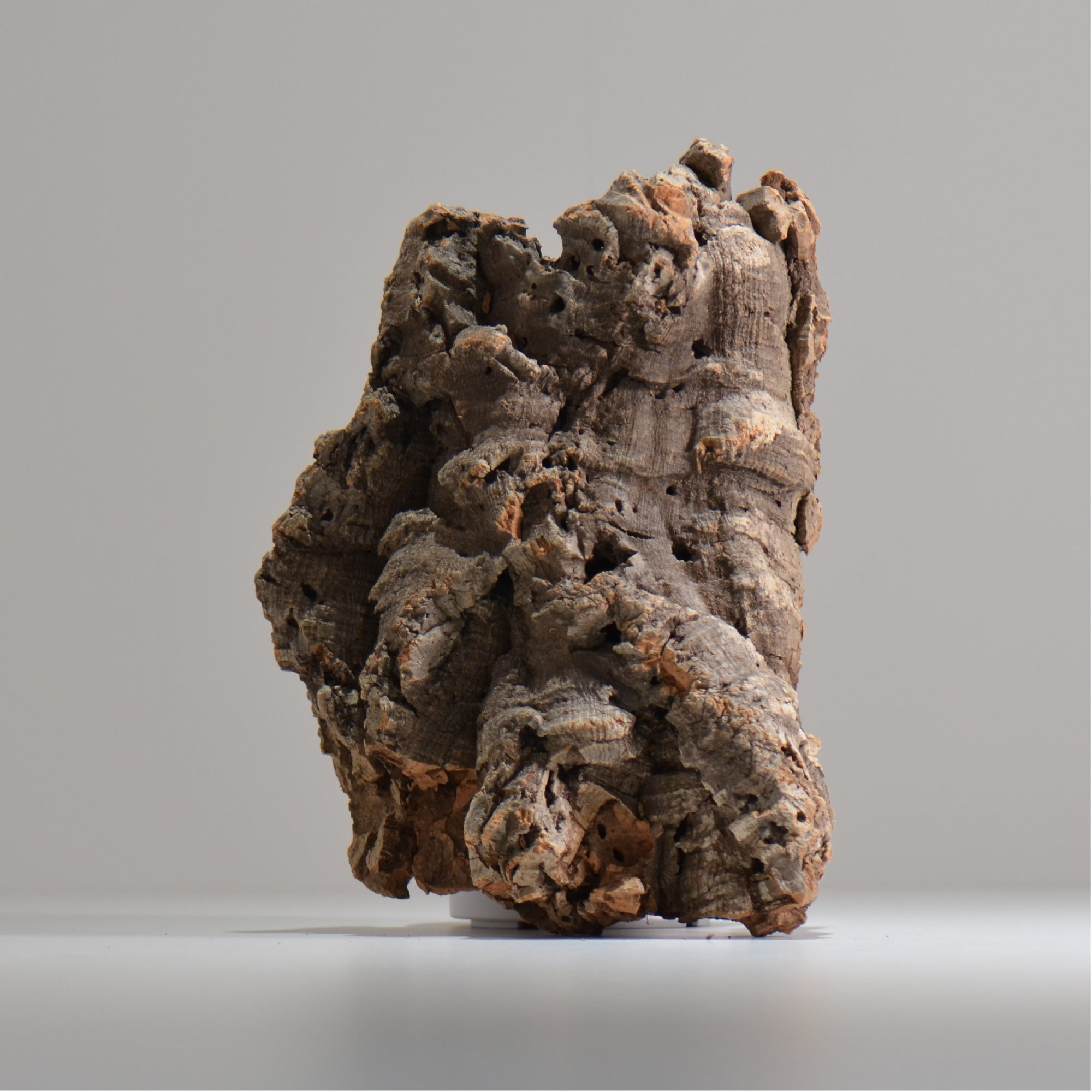 板付け用コルク / ビカクシダ / エアプランツ / 長辺約23cm