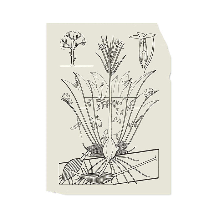 Atlas of Poetic Botany - Francis Halle – 50 Watts Books