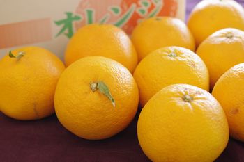 春峰しゅんぽう販売 和歌山育成品種の春みかん。和歌山県・他産地 約3kg