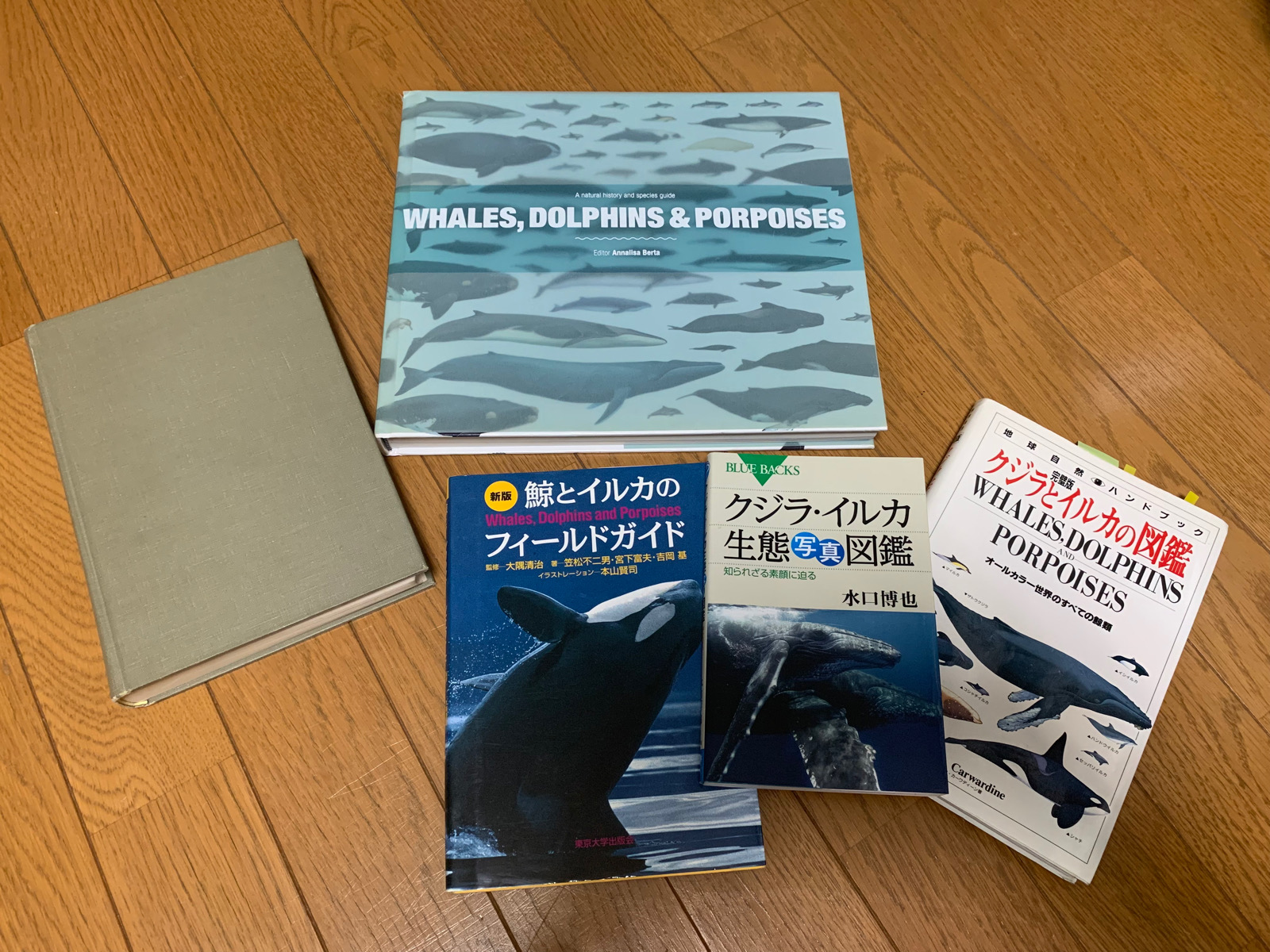 ツノシマクジラ Omura's Whale 山口県角島で発見のヒゲクジラ 2003年