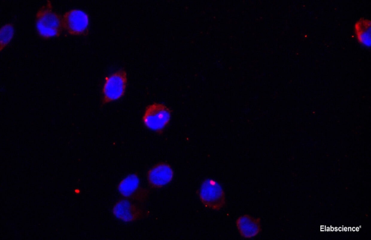 GAPDH Monoclonal Antibody - Elabscience®