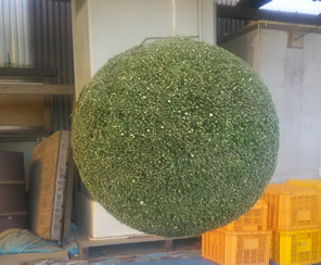 杉玉の制作・通販・販売【ブランド杉・山武杉を利用】｜99beach