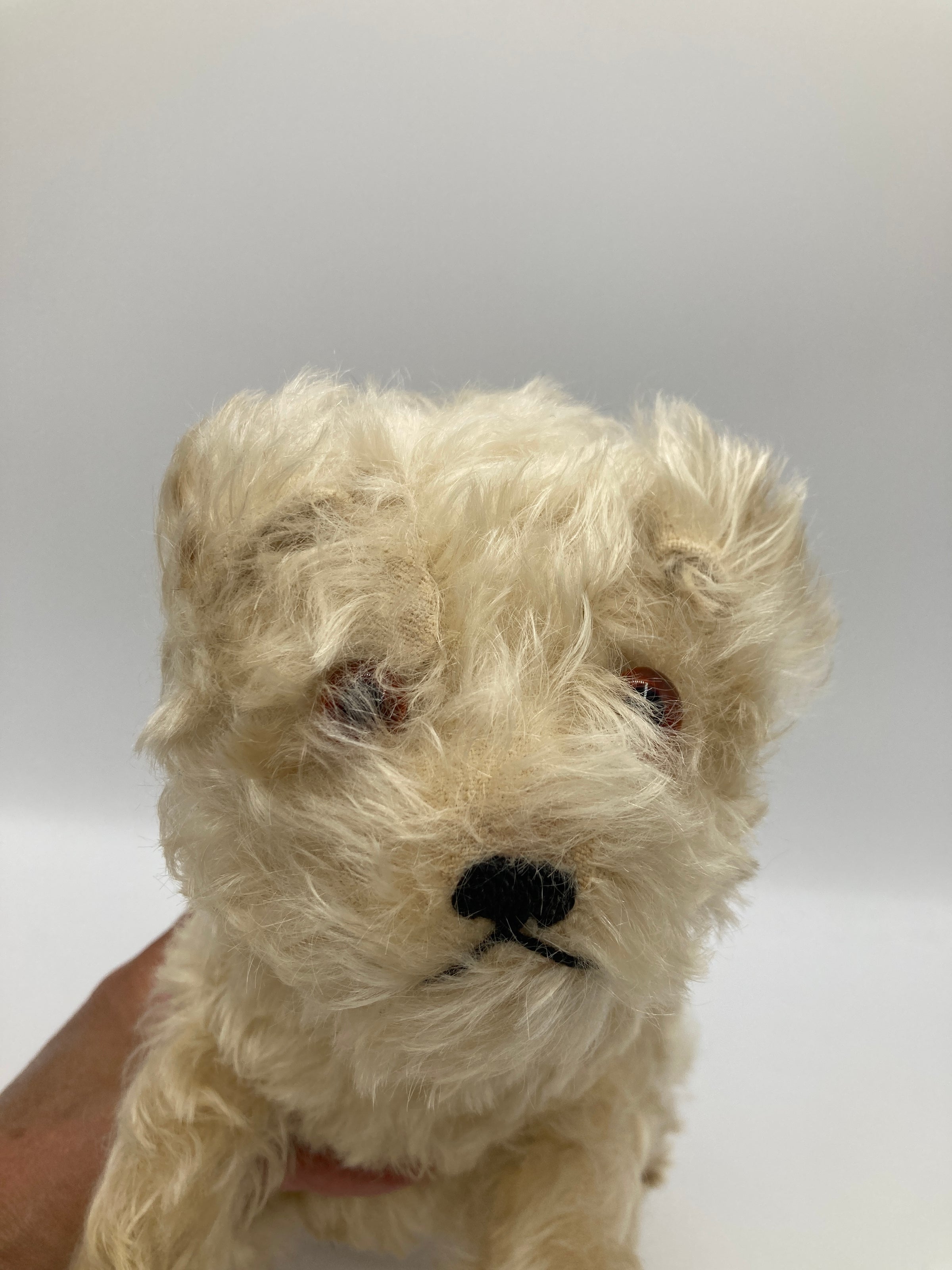 Steiff Prewar Molly The Puppy Dog With IDs | My Site