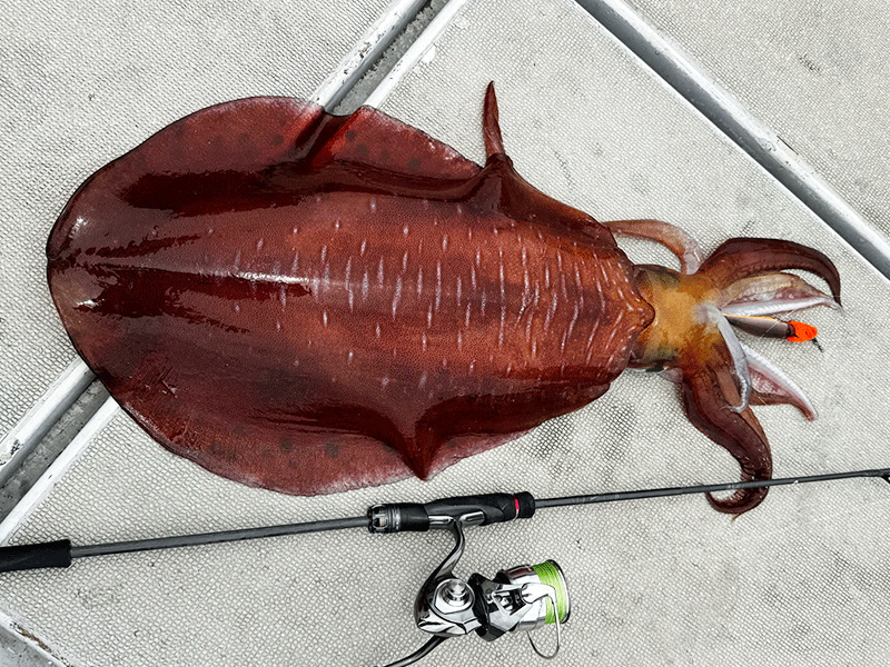 エメラルダス ストイスト ST（アウトガイドモデル）(ロッド)｜DAIWA