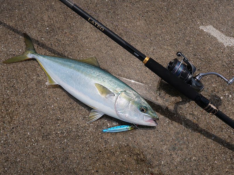 ラテオ(ロッド)｜DAIWA