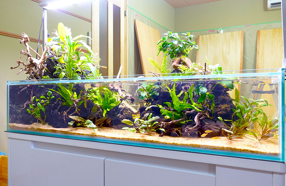 企業様の事務所に設置！両面から鑑賞できる120cmアクアテラリウム水槽