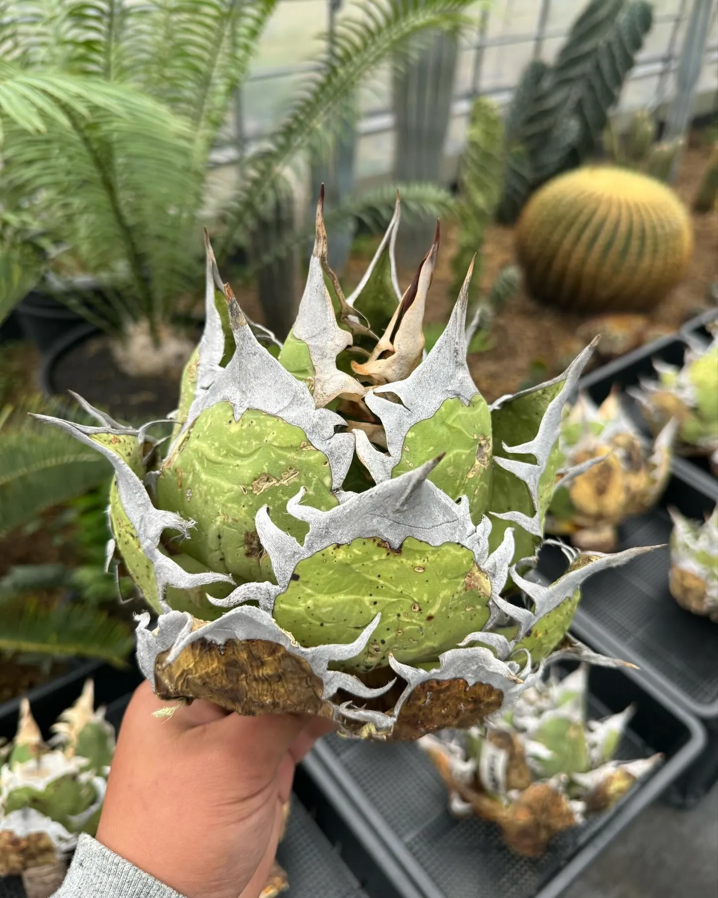 アガベ オアハカ オテロイ 【公式通販】