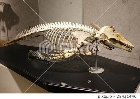 鳥羽水族館に展示されているスナメリの骨格標本の写真素材 [28421446