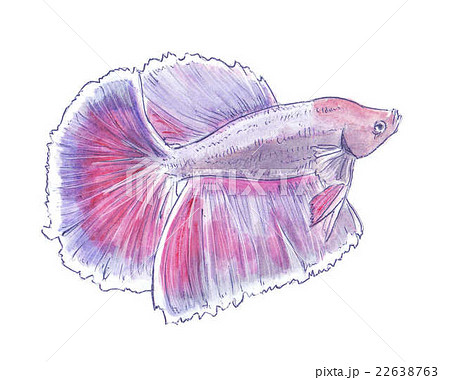 ベタのイラストのイラスト素材 [22638763] - PIXTA