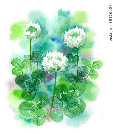 水彩で描いたシロツメクサのイラスト素材 [39116607] - PIXTA