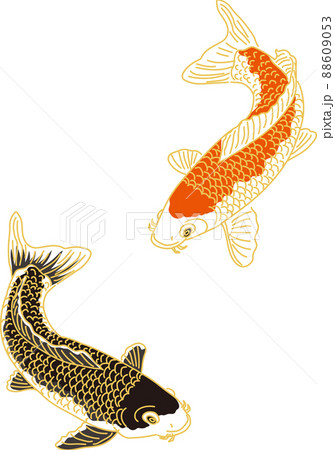 鯉_上赤鯉_下黒鯉のイラスト素材 [88609053] - PIXTA