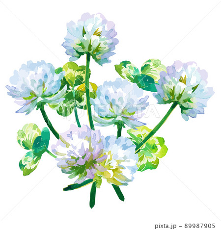 シロツメクサとクローバーの水彩イラストのイラスト素材 [89987905