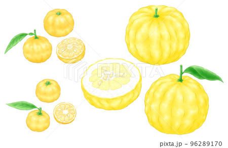 Yuzu (Hon Yuzu), Hana Yuzu (Ichiyo Yuzu), and - Stock