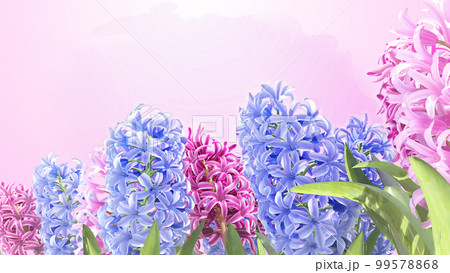 ヒヤシンス花の春の水彩画イラストのイラスト素材 [99578868] - PIXTA