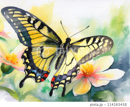 水彩画のアゲハ蝶のイラストのイラスト素材 [114163438] - PIXTA