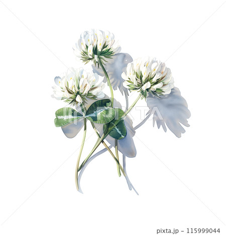 白背景にシロツメクサの水彩イラストのイラスト素材 [115999044] - PIXTA