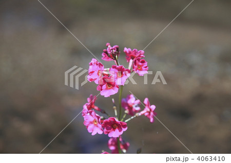 九輪草の写真素材 - PIXTA