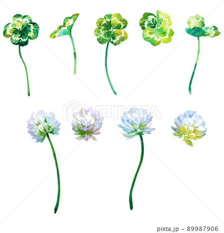 クローバー シロツメクサ 花 水彩のイラスト素材 - PIXTA