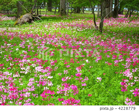 九輪草の写真素材 - PIXTA