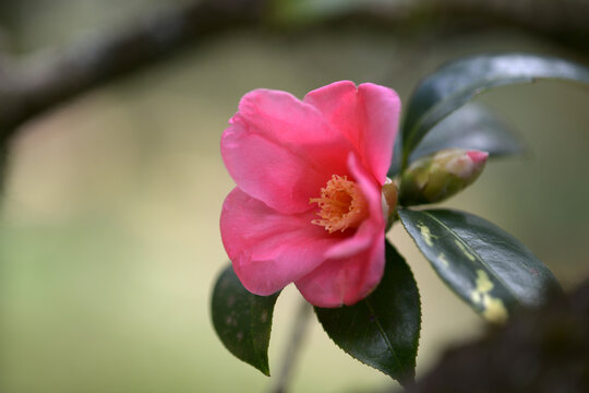 侘助椿」の写真素材 | 232件の無料イラスト画像 | Adobe Stock