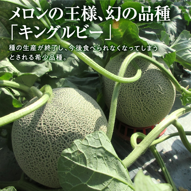 富良野産メロン キングルビー｜近藤農園 ルビーエイト 秀品 お中元