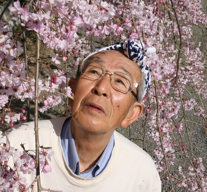 桜守・16代目佐野藤右衛門「姥桜になってや！」｜岐阜県／福島県｜たびよみ