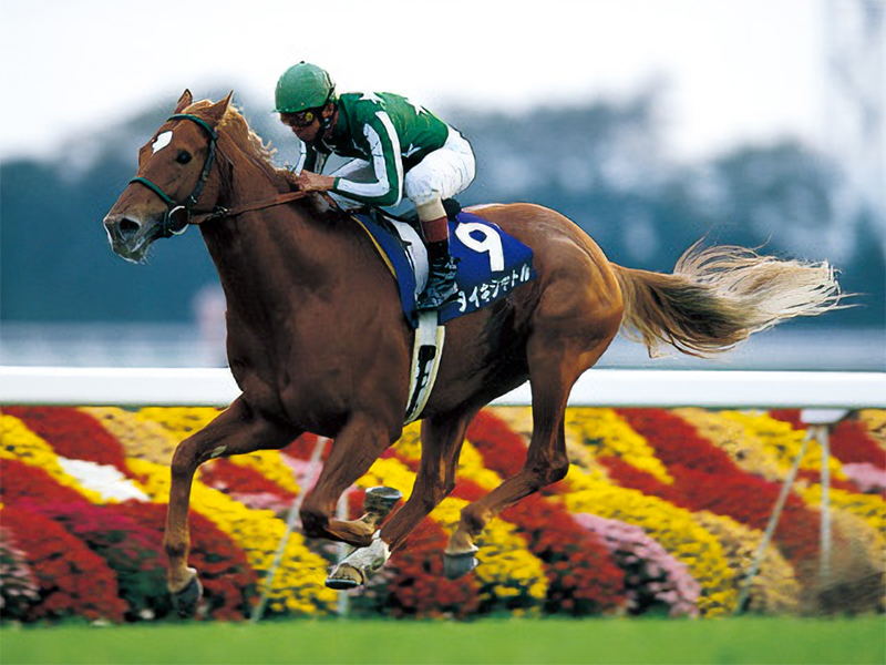 活躍馬リスト | 大樹レーシングクラブ公式サイト