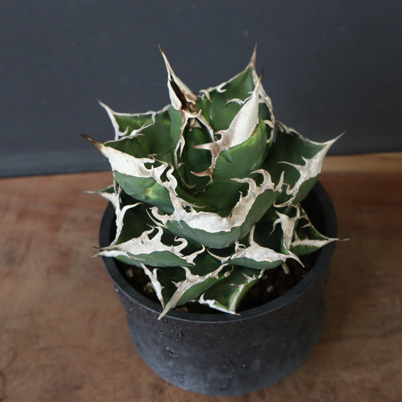 雷土陶器鉢】アガベSAD (南アフリカダイヤモンド) EC428 – TaiShoDo