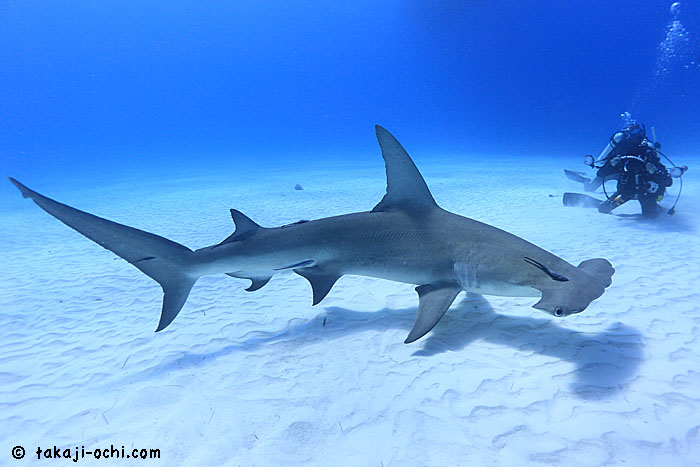 バハマ・タイガーシャークトリップ2014 4日目、グレートハンマーデイ