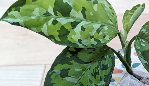 アグラオネマ ピクタム アンダマンの成長記録 #1 | みずみどり