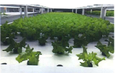 ポットレスコンテナ230 | 商品紹介 | タキイ農業資材オンライン