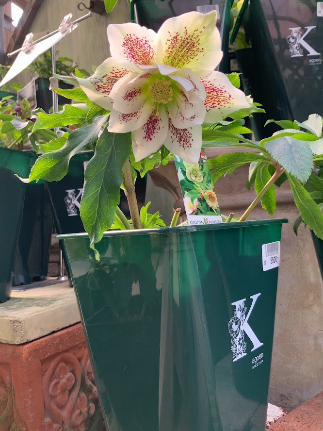 花郷園クリスマスローズ入荷しました！！ | 鹿児島園芸ガーデニング