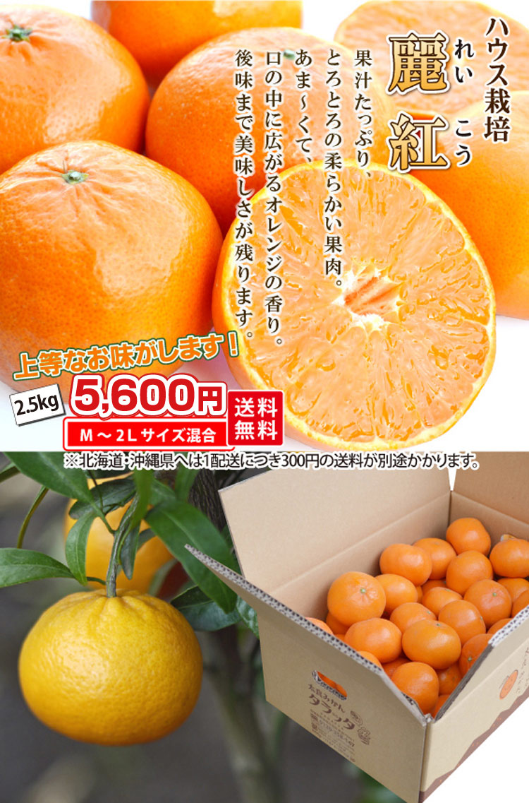 ハウス栽培 麗紅（れいこう） 2.5kg