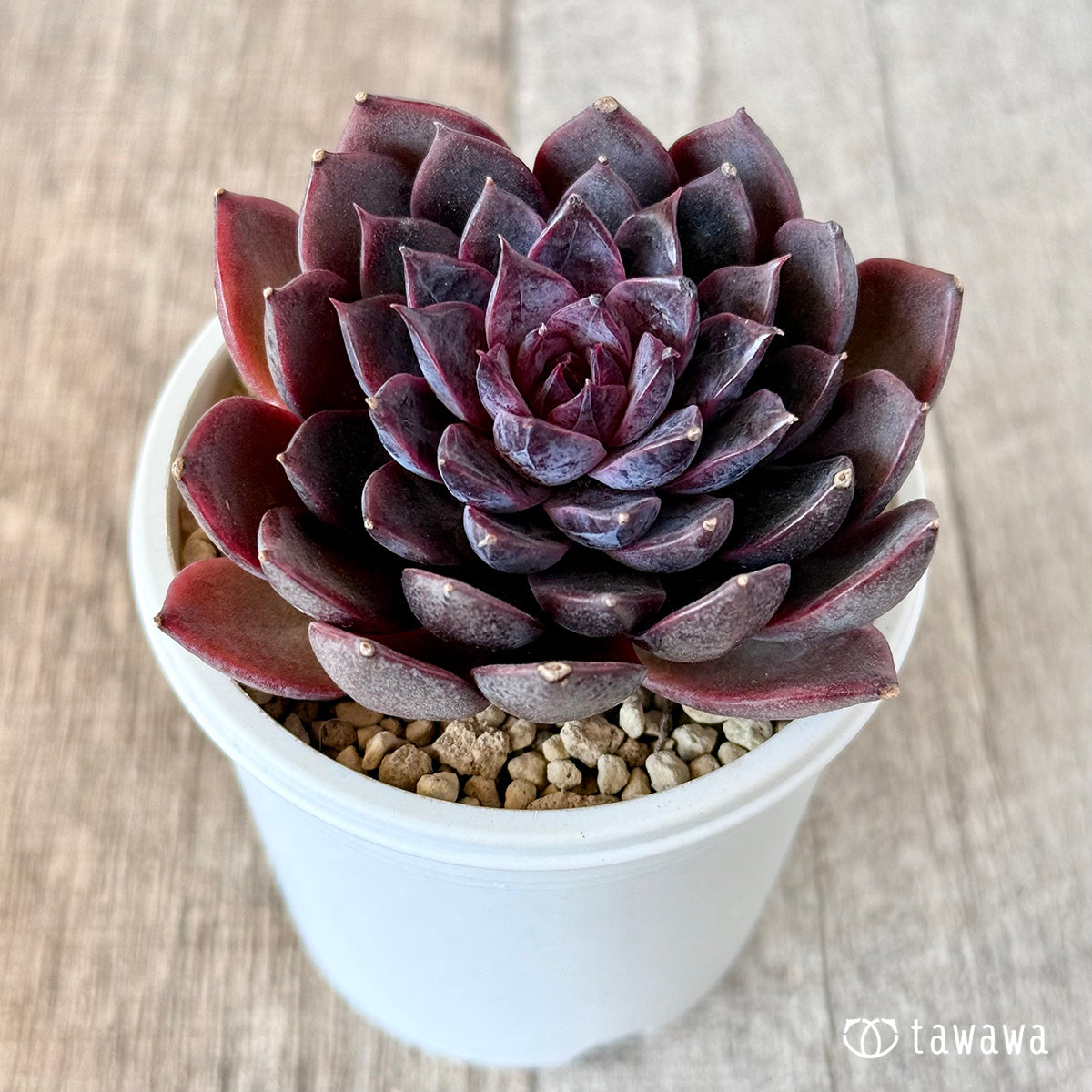 多肉植物 インドネシア産 ブラックプリンス錦 極上斑 ① エケベリア