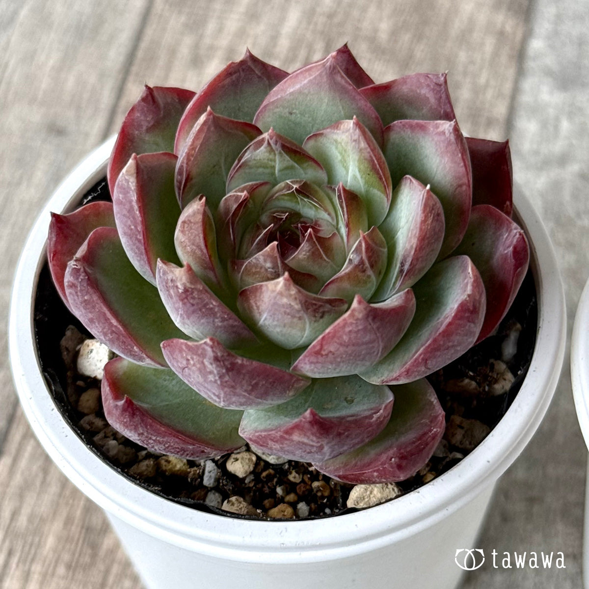 エケベリア – tagged 