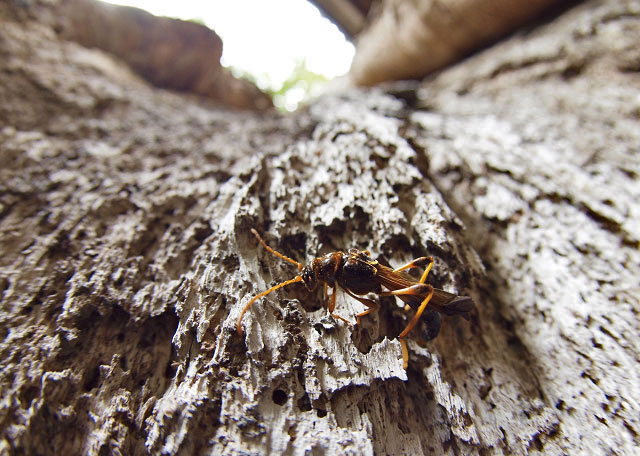 オニホソコバネカミキリ