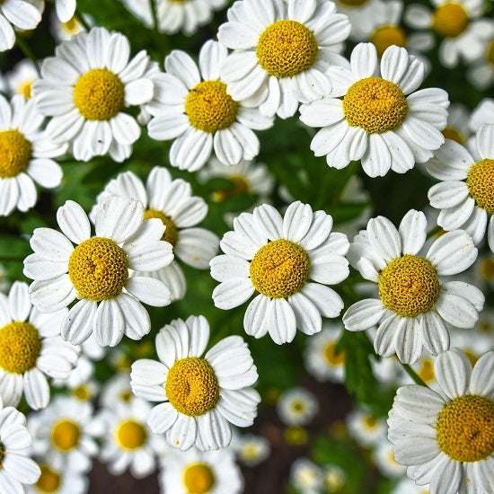 カモミールティー50g – TEAM7-bio onlineshop