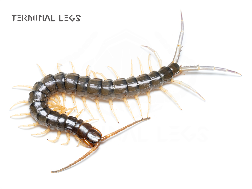 ムカデ | Terminal Legs