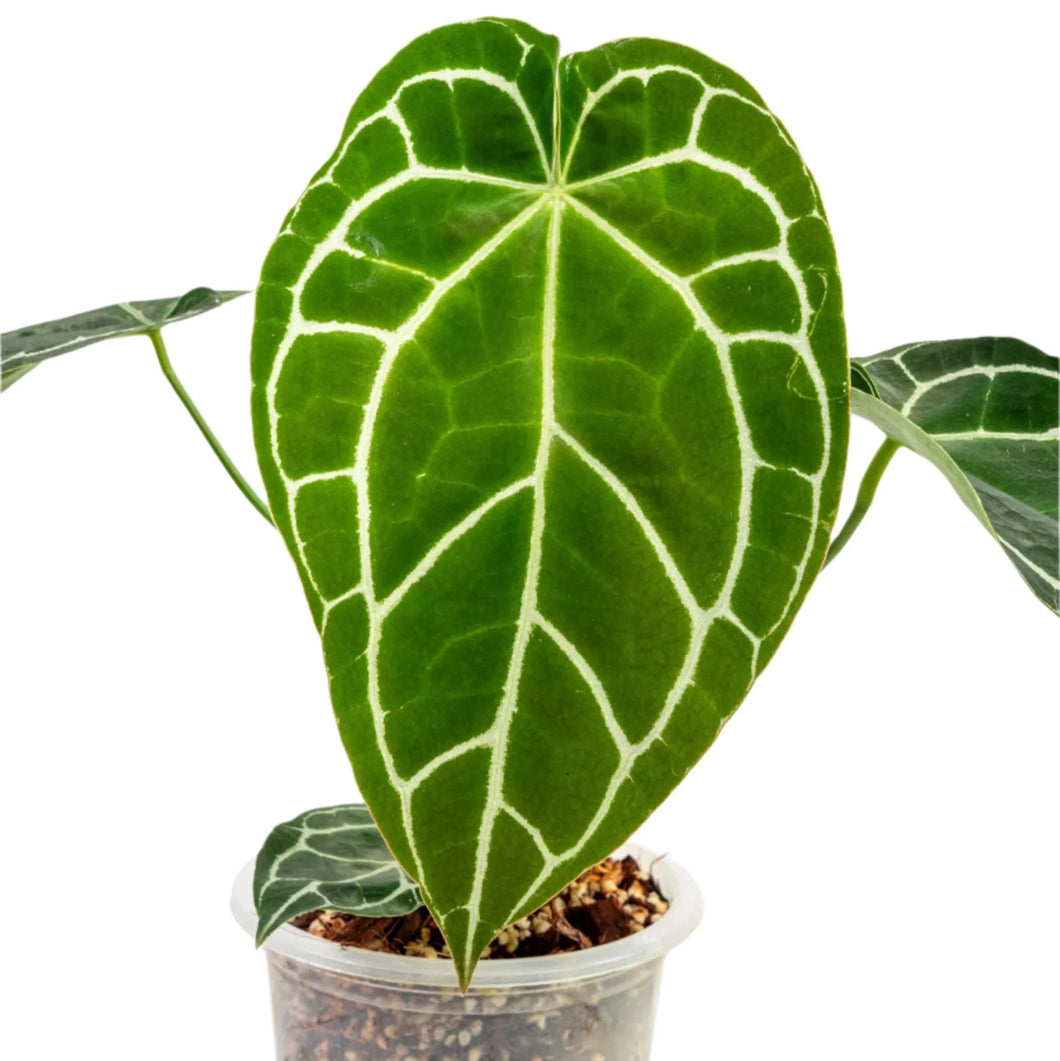 Anthurium Crystallinum Hybrid – TEG | Velvety Foliage Beauty